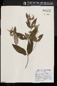 Pycnanthemum incanum image