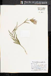 Gentiana linearis image