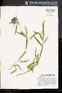 Gentiana linearis image