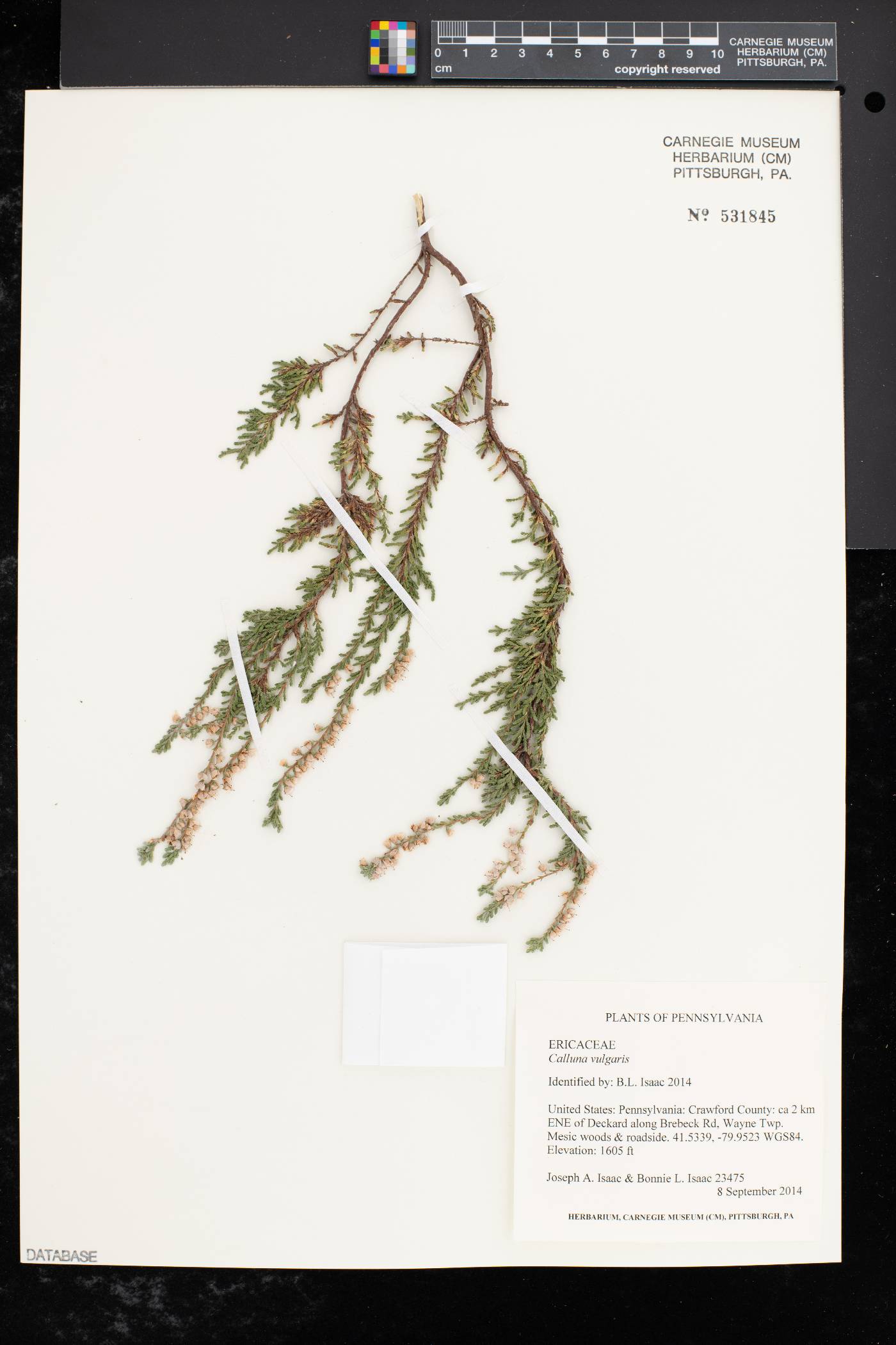 Calluna vulgaris image