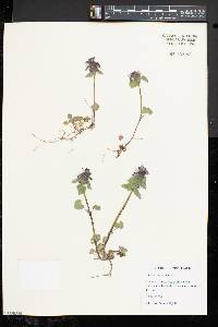 Lamium purpureum image