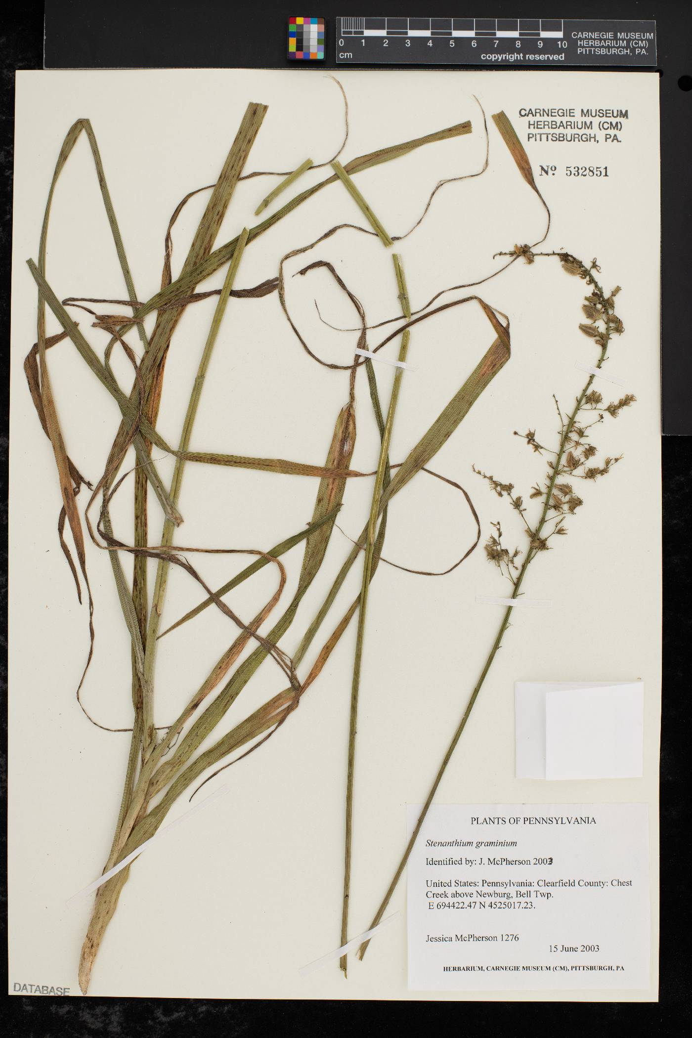 Stenanthium gramineum image