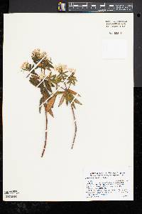 Rhododendron groenlandicum image