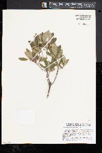 Rhododendron canadense image