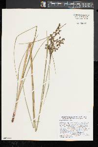 Scirpus atrocinctus image