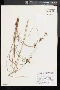 Scirpus atrocinctus image