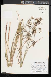 Scirpus atrocinctus image