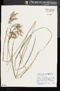 Scirpus atrocinctus image