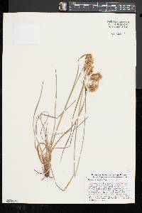 Scirpus atrocinctus image