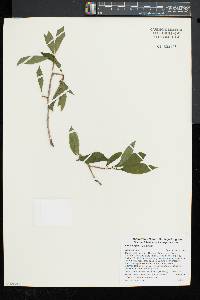 Ilex laevigata image