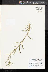 Gentiana linearis image