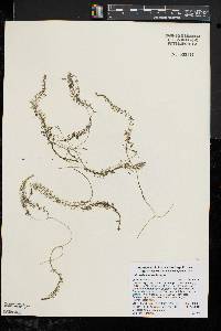 Utricularia intermedia image