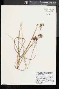 Scirpus atrocinctus image