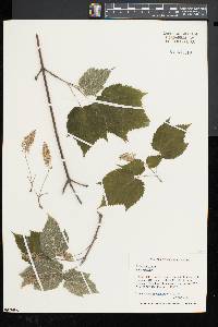 Acer spicatum image