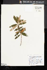 Rhododendron groenlandicum image