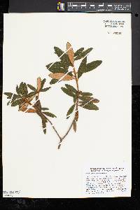 Rhododendron groenlandicum image