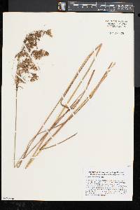 Scirpus atrocinctus image