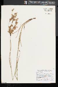 Scirpus atrocinctus image