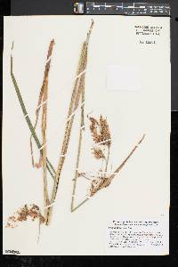 Scirpus atrocinctus image