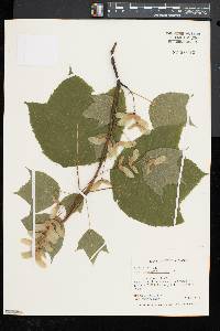 Acer pensylvanicum image