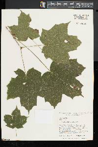 Acer nigrum image