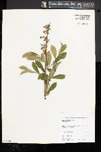 Lyonia ligustrina var. ligustrina image