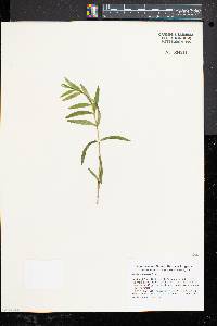 Gentiana linearis image