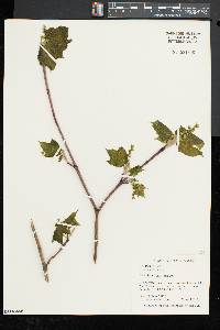 Acer pensylvanicum image