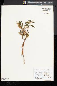 Rhododendron groenlandicum image