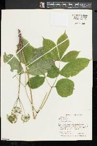 Aralia nudicaulis image