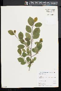 Frangula alnus image