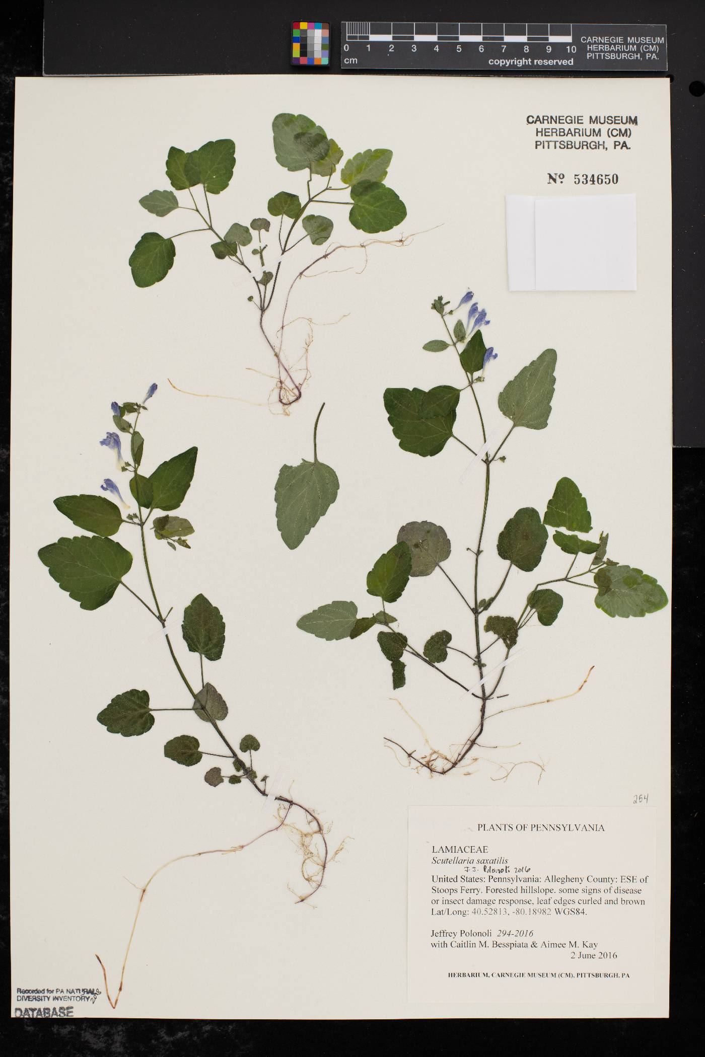 Scutellaria saxatilis image