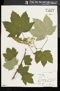 Acer pseudoplatanus image