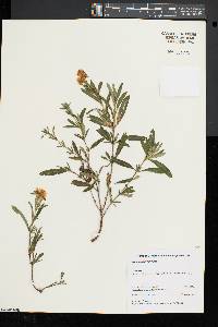 Hypericum prolificum image