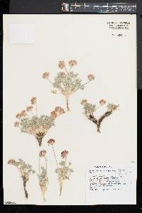 Trifolium andersonii image