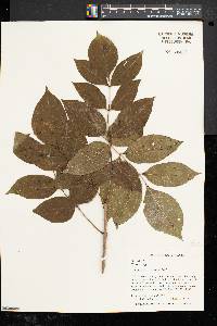 Fraxinus nigra image