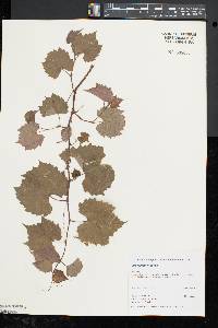 Vitis rupestris image