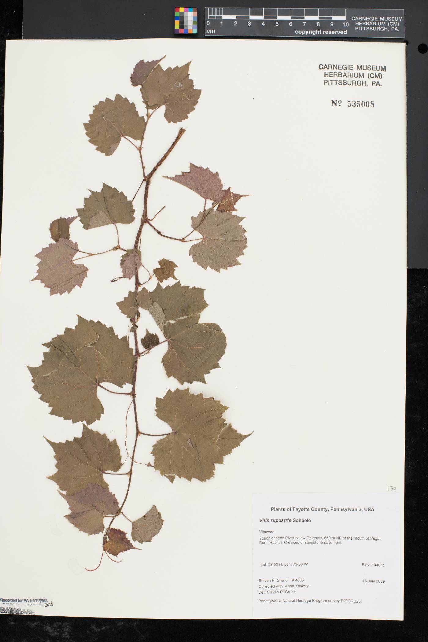 Vitis rupestris image