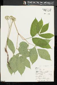 Aralia nudicaulis image