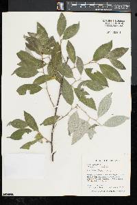 Elaeagnus umbellata image