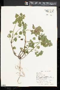 Lamium purpureum image