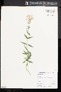 Phlox maculata image
