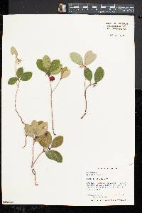 Gaultheria procumbens image