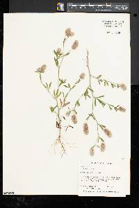 Trifolium arvense image