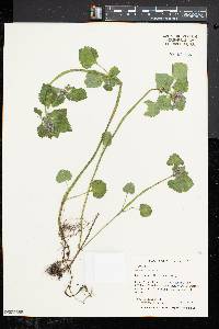 Lamium purpureum image