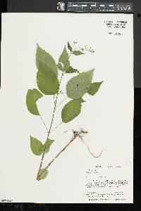 Circaea canadensis image