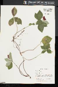 Cornus canadensis image