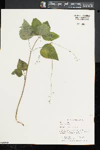 Circaea canadensis image