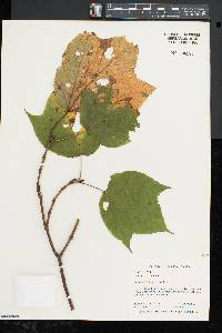 Acer pensylvanicum image