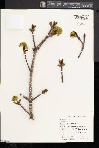 Acer platanoides image